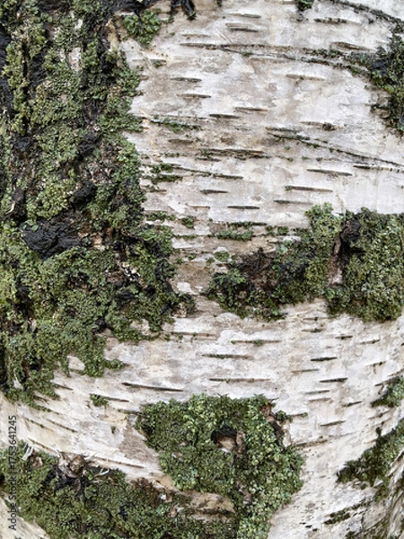 Fototapeta tree bark with moss
