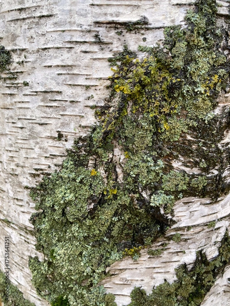 Fototapeta tree bark with moss
