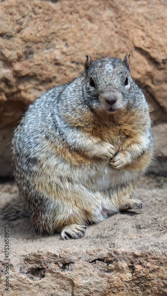 Obraz A cute, fat squirrel 