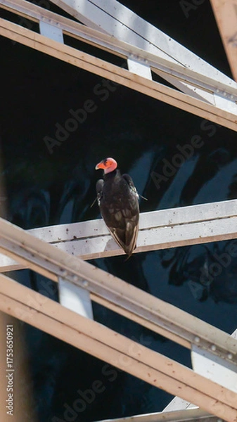 Obraz California condor perched on a bridge