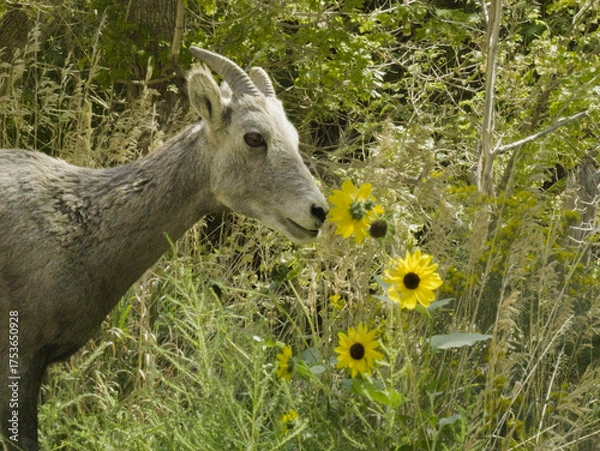Obraz Large deer grazing in the mountains