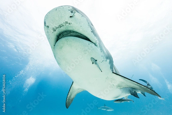 Fototapeta Underwater Encounter with a Whale Shark