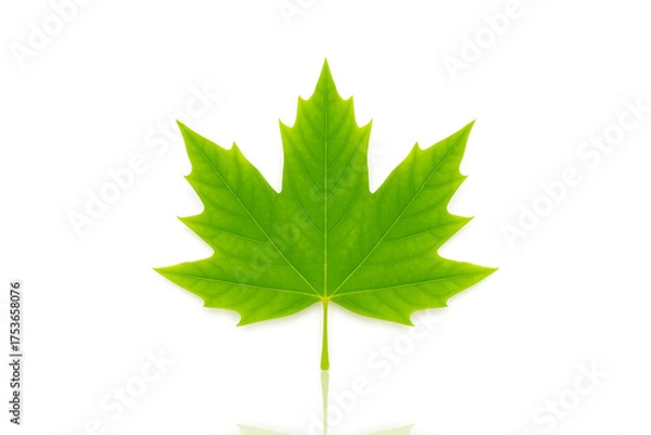 Obraz A Beauty And Elegance of A Fresh Green Maple Leaf. A Symbol of Canada And Nature's Splendor, This Leaf Showcases Intricate Details And Vibrant Colors, Making it Perfect for Nature Enthusiasts ...