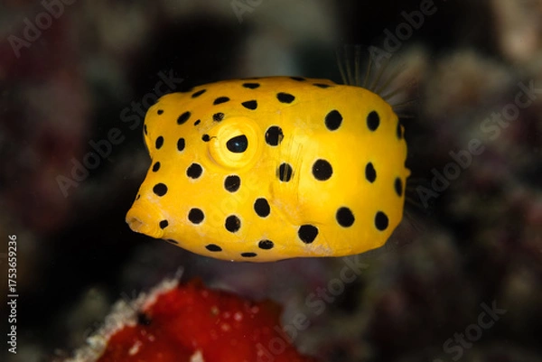 Obraz Yellow Spotted Fish in the Ocean