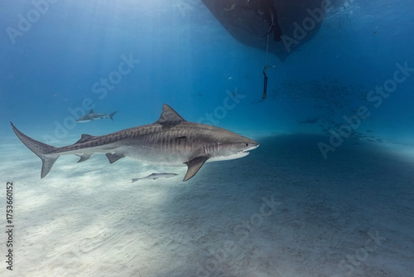 Fototapeta Underwater Scene with Shark and Fish