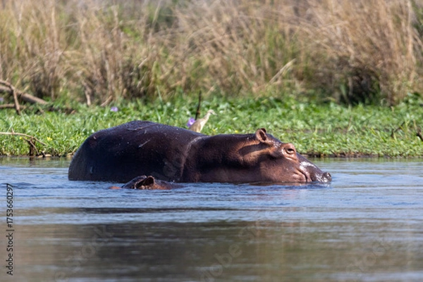 Obraz hippopotamus in the river