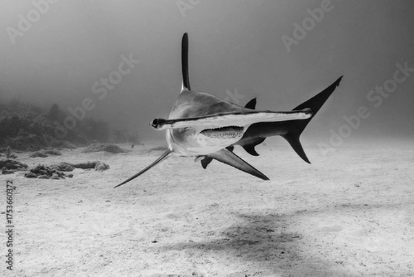 Obraz Hammerhead Shark in the Ocean