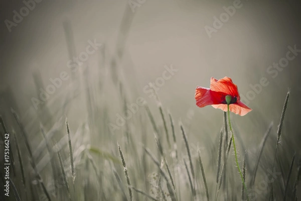 Obraz pojedynczy mak lub bezbarwne tło