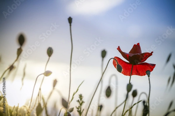 Obraz single poppy on blue sky backgound