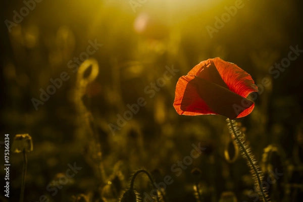 Obraz single poppy on dark background