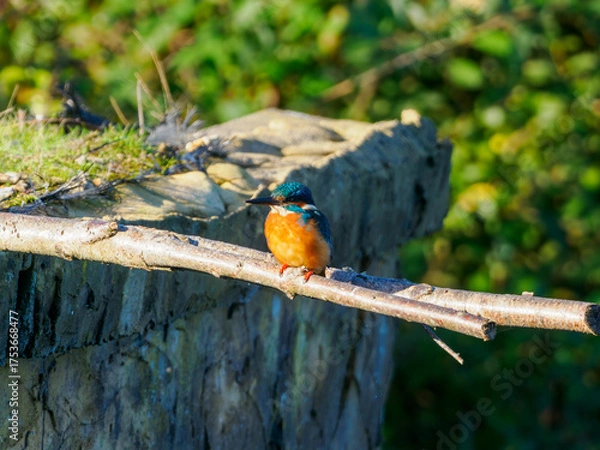Fototapeta Zimorodek