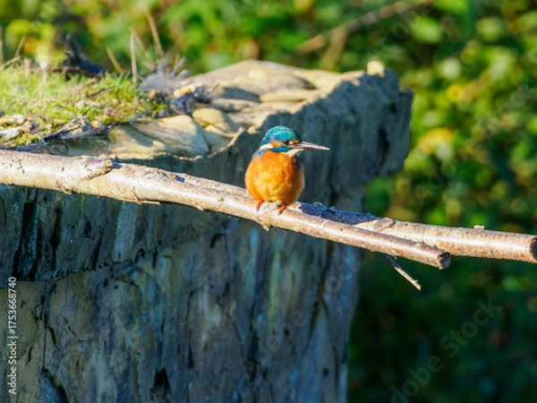 Fototapeta Zimorodek 