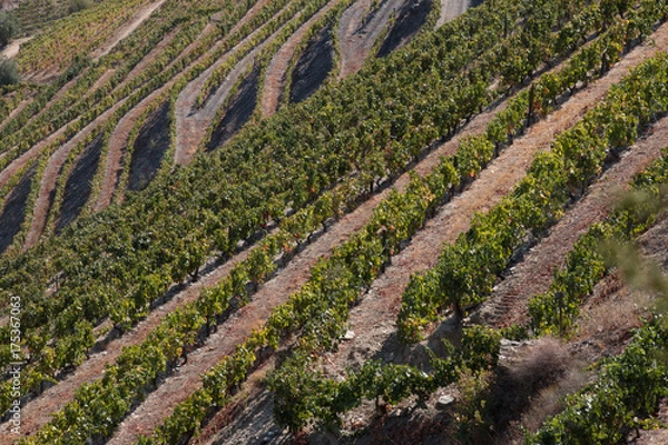 Fototapeta Douro vineyards