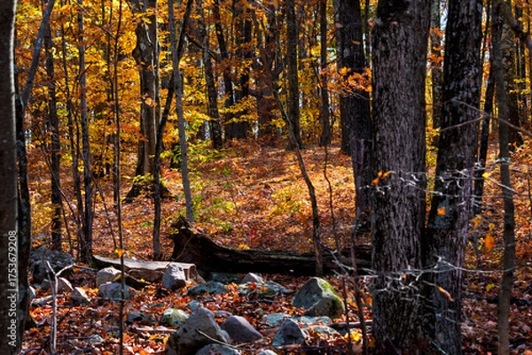 Fototapeta Regrown deciduous mixed north east American forest at ground level in autumn with flattened rock wall in foreground 
