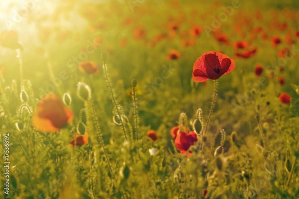 Obraz pole czerwonych maków