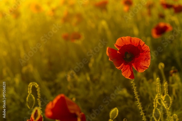 Obraz Pojedyncze kolorowe tło