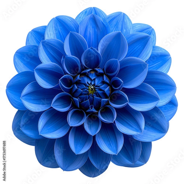 Obraz Close-up of a stunning, vibrant blue dahlia flower, isolated on a stark black background