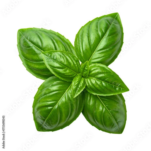 Obraz Vibrant close-up of fresh, green, aromatic leaves, isolated on a transparent background