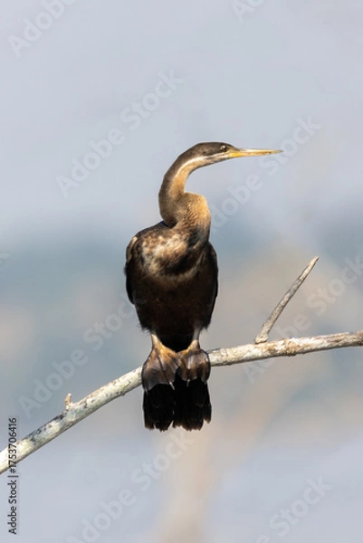 Obraz The African darter