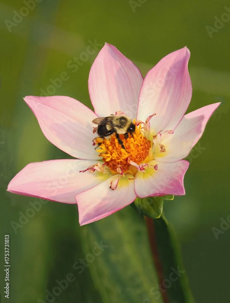 Fototapeta A Close-up Focus Stacked Pink Yellow and White Dalia with a Bumble Bee Pollinating It on an Out of Focus Green Background