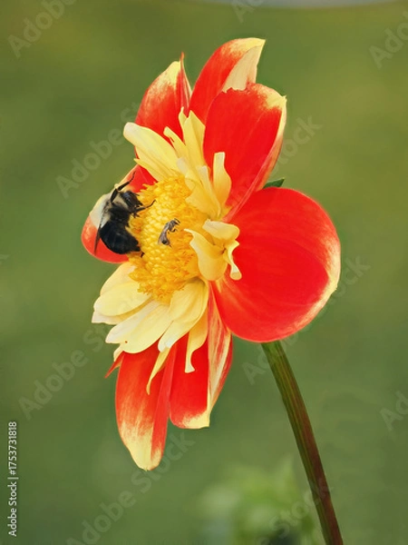 Fototapeta A Focus Stacked Close-up Image of a Single Red and Yellow Dalia Blossom With Bees Pollinating It on an out-of-focus Green Background