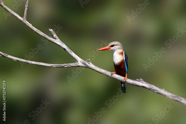 Obraz Grey-headed Kingfisher