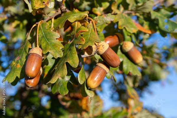 Fototapeta Ripe acorns hang from branches with green and slightly discolored leaves in the warm sunlight of a clear autumn day