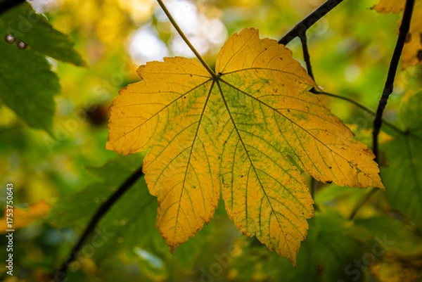Fototapeta A yellow-green maple leaf hangs in the warm autumn light, finely veined and surrounded by a soft bokeh background