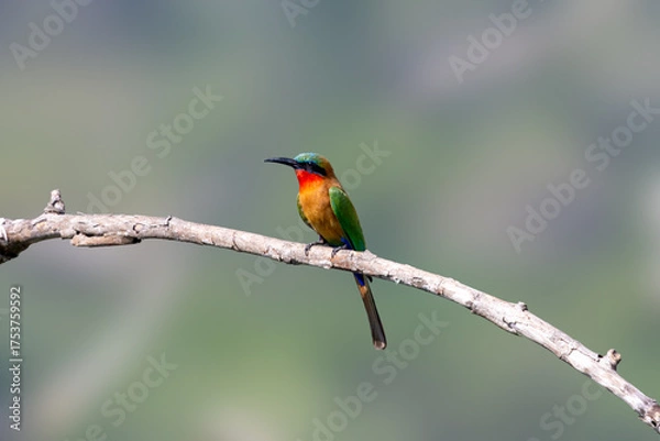 Obraz Red-throated Bee-eater