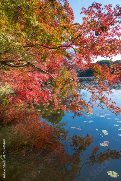 Fototapeta 紅葉と池（大分県中津市薦神社）