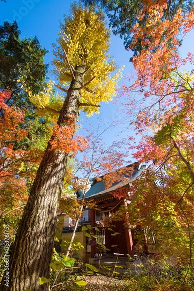 Fototapeta 神社の紅葉（大分県中津市薦神社）
