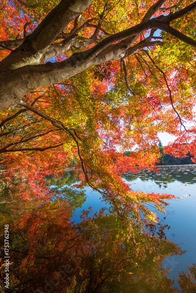 Fototapeta 紅葉と池（大分県中津市薦神社）