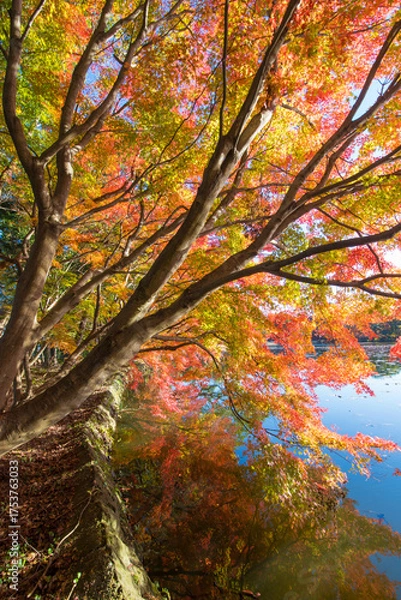 Fototapeta 紅葉と池（大分県中津市薦神社）