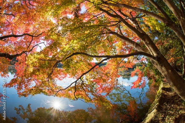 Fototapeta 紅葉と池（大分県中津市薦神社）