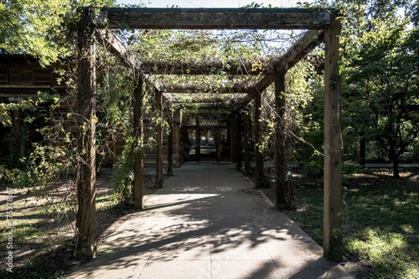 Fototapeta Forest Walkway