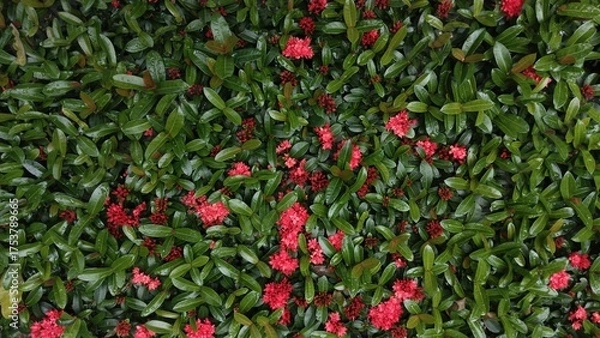 Obraz Needle flower texture and background