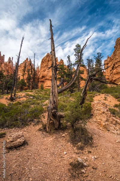 Fototapeta Bryce Canyon National Park