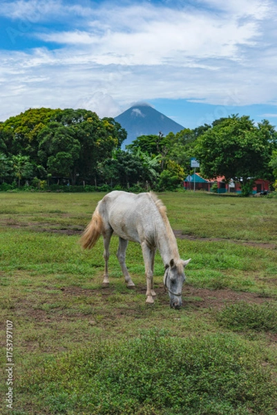 Fototapeta Balgue, Nicaragua - October 10, 2025: A horse grazing on a soccer field in Balgue, Ometepe Island, Nicaragua.
