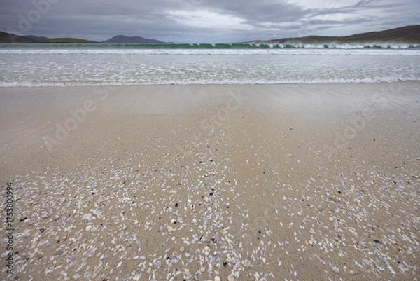 Obraz  Shells on Luskentyre Beach, Isle of Harris, Scotland