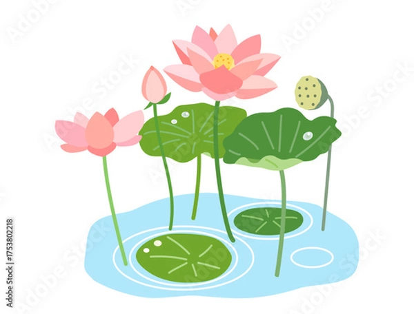 Obraz 池になる蓮の花と葉と実をイメージしたイラスト