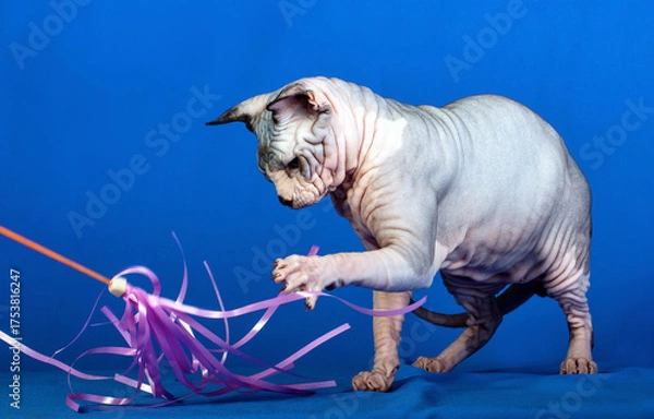 Fototapeta A grey sphinx cat walking on blue background.