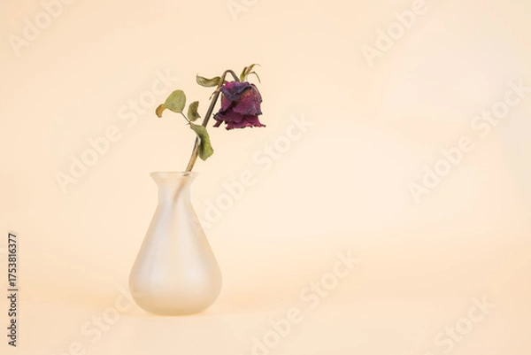 Obraz vintage of withered rose in the vase