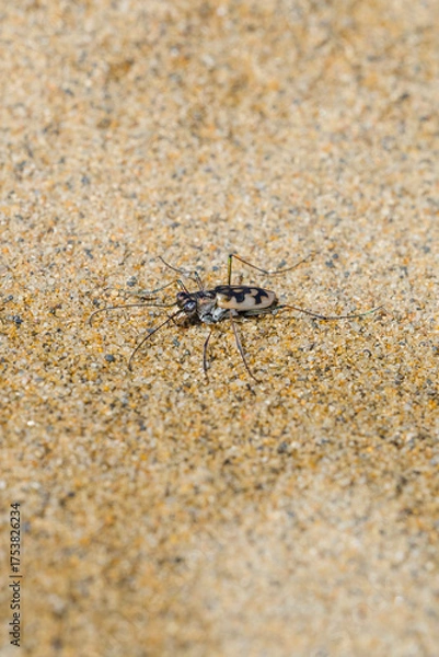 Fototapeta 砂浜に生息するカワラハンミョウ 鳥取県 鳥取砂丘