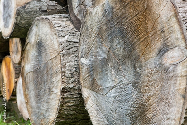 Obraz Big firewood logs