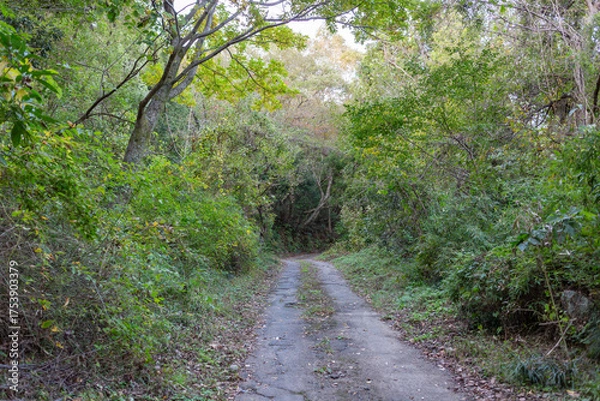 Fototapeta 山登りする小さな道