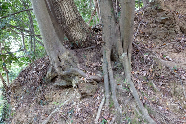 Fototapeta 森の木の根