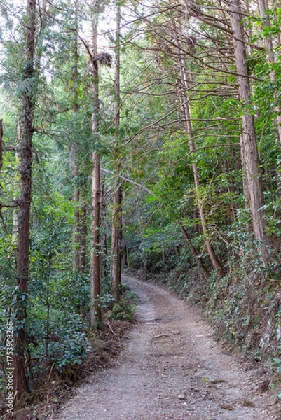 Fototapeta 山登りする小さな道