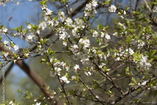 Fototapeta сакура