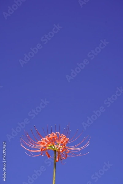 Obraz 秋の青空に映える彼岸花