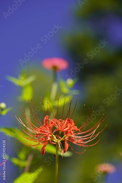 Obraz 秋の青空に映える彼岸花